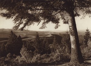 Mexico: Parque nacional, Desierto de los Leones (b/w photo) de Hugo Brehme
