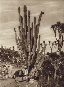 Mexico: Salinas de Tehuacan con "Pilocereus Tetezo" (b/w photo) de Hugo Brehme