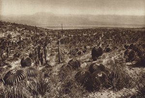 Mexico: Sierra de Tehuacan, En la parte anterior "Echinocactus grandis" (b/w photo) de Hugo Brehme