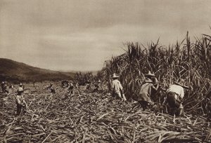 Mexico: Tamasopo, Cosecha de cana de azucar (b/w photo) de Hugo Brehme