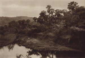 Mexico: Tamasopo, Paisaje de palmas (b/w photo) de Hugo Brehme