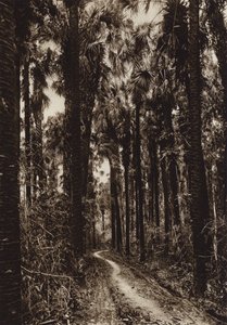 Mexico: Tamasopo, Palmar (b/w photo) de Hugo Brehme