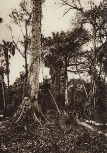 Mexico: Tamasopo, Panorama de floresta virgen (b/w photo) de Hugo Brehme
