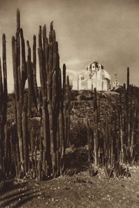 México: Zapottlan, "Cereus bavosus" (foto b/n) de Hugo Brehme