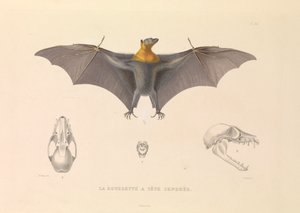 La Rousette de la Cabeza Canosa de Hyacinthe Yves Philippe (1781 1846) Potentien