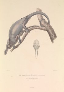 El camaleón de nariz bífida
