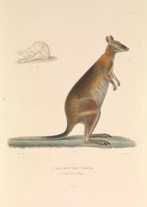 La Tetis Halmadura