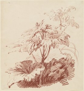 Planta floreciente con brotes de I Jean Baptiste Hüet