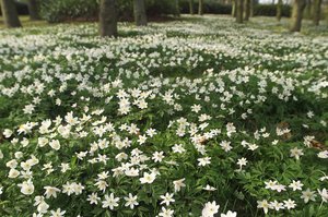 Anémonas silvestres de primavera