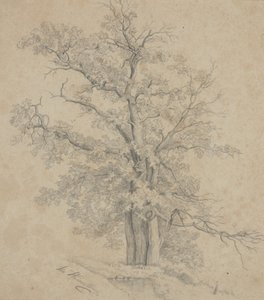 Árbol de Ida Weisselberg Hadra