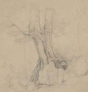 Árbol y Roca