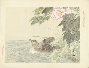 Pájaro de baño en flor rosa Bocetos de flores y pájaros de Keinen (título de la serie) Keinen kacho gafu (título de la serie sobre el objeto) de Imao Keinen