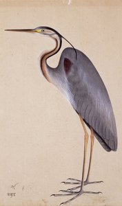 Una garza, c. 1820 de Indian School
