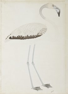 Un flamenco, c.1780 de Indian School