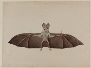 Murciélago Vampiro Falso Menor Asiático, circa 1790 de Indian School