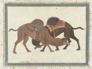Camellos luchando, c.1680-1700 de Indian School