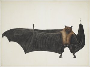 Gran murciélago frugívoro indio, c.1777-82 de Indian School