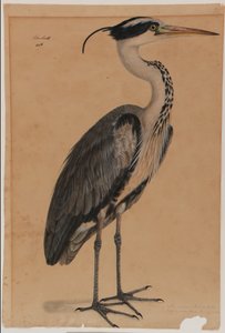 Garza gris de Indian School