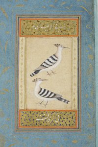 Abubillas de Indian School