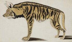Hiena, después de 1794 de Indian School