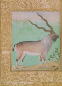 Íbice, Mughal