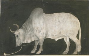 Toro indio de Indian School
