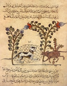 El gato y la rata, miniatura árabe de "Kalila va dimna" de Indian School