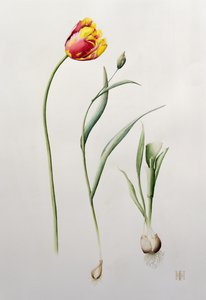 Tulipán loro, 1995