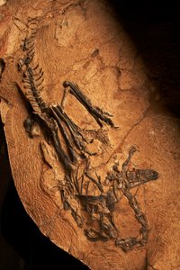 Un ceratosaurio desdentado en el Instituto de Paleontología de Vertebrados y Paleoantropología de Xiaotangshan, al norte de Pekín (China). de Ira Block