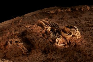 En las instalaciones satélite del IVPP en Pekín Norte, Tritylodonts, el último de los reptiles parecidos a los mamíferos.