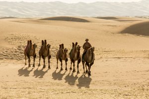 Caravana de camellos bactrianos en el sur del desierto de Gobi, Mongolia., 2013 (foto)