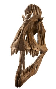 Cryolophosaurus moldeado en el Augustana College, Rock Island, Illinois. de Ira Block