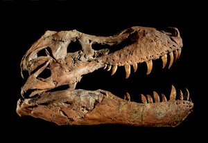 Cráneo fósil de Tiranosaurio Rex "Sue.... de Ira Block