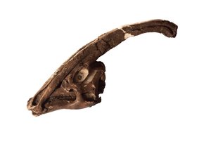 Parasaurolophus, un cráneo y cresta originales en el Museo Real de Ontario.