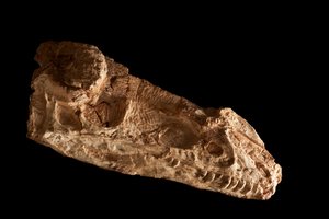 Cráneo subadulto de Guanlong Wacali en el IVPP de Pekín, China.
