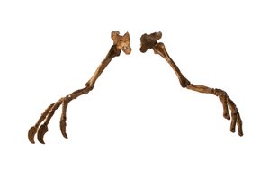 El dinosaurio mongol Deinocheirus, con sus brazos y garras gigantes. de Ira Block
