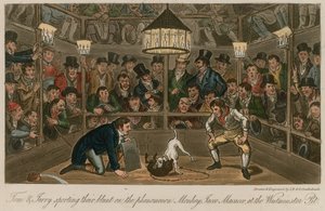Tom y Jerry disfrutando de su blunt en el fenómeno Mono, Jacco Macacco, en el Westminster Pit de Isaac, Robert and George Cruikshank