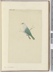 F.12 Paloma. Nueva Caledonia, 1772-75 de Isaac Smith