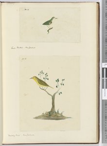 F.15 Cola de abanico pequeña. Nueva Zelanda F.16 Pájaro burlón. Nueva Zelanda, 1772-75 de Isaac Smith