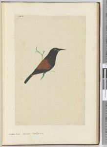 F.18 Pájaro de zarza. Cuco. Nueva Zelanda, 1772-75 de Isaac Smith