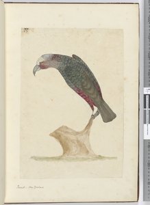 F.1 Loro, Nueva Zelanda, 1772-75 de Isaac Smith