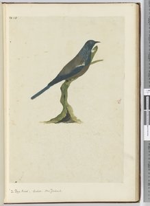 F.20 El pájaro poya, cuco. Nueva Zelanda, 1772-75 de Isaac Smith