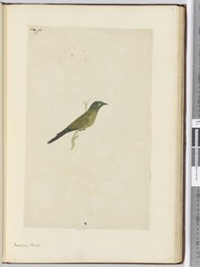 F.22 Pájaro burlón, 1772-75
