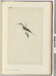 F.23 Cuco pequeño. Nueva Zelanda, 1772-75 de Isaac Smith