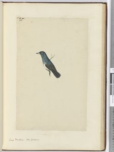 f.25 Gran cola de abanico. Nueva Zelanda, 1772-75 de Isaac Smith