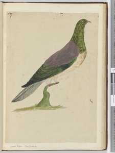 f.27 Paloma torcaz. Nueva Zelanda, 1772-75