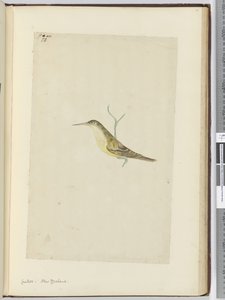 f.28 Cuco. Nueva Zelanda, 1772-75 de Isaac Smith