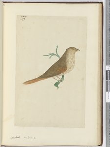 f.29 Pico grueso. Nueva Zelanda, 1772-75 de Isaac Smith
