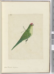 F.2 Periquito verde. Nueva Zelanda, 1772-75 de Isaac Smith