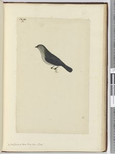 f.30 Un pájaro de Nueva Zelanda domesticado como un petirrojo, 1772-75 de Isaac Smith